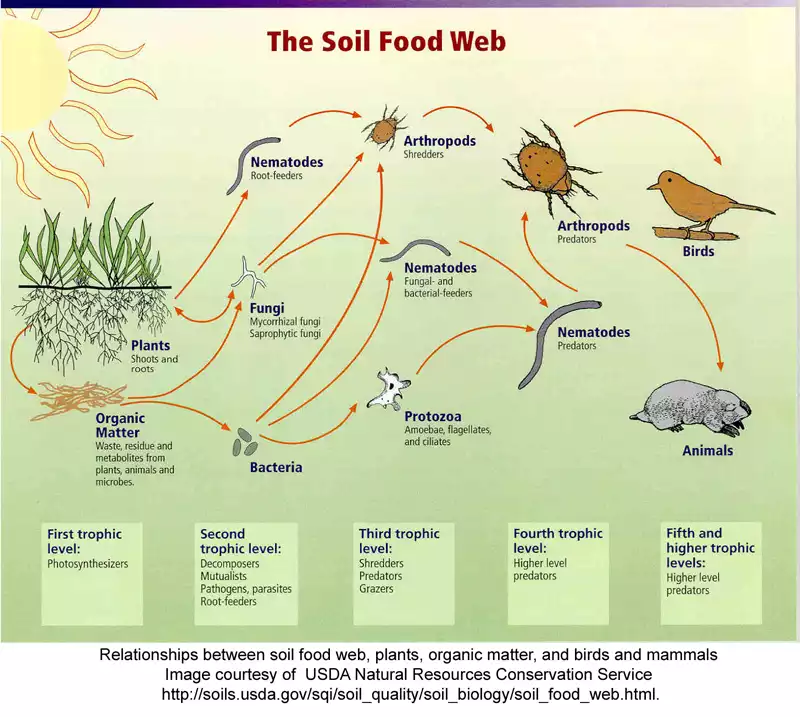 Das Soil Food Web — Beziehungsnetz im Boden