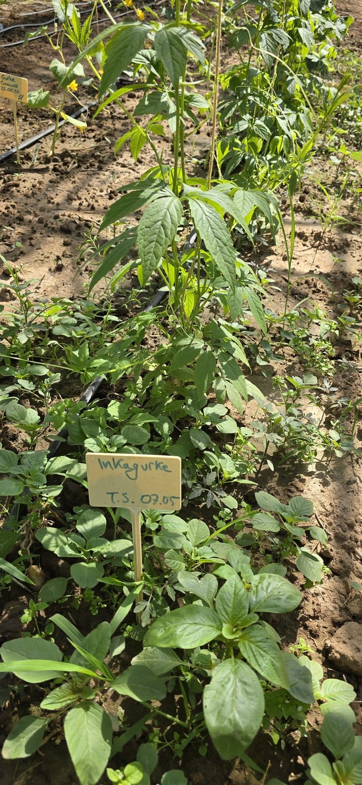 Beet mit jungen Pflanzen und einem Holzschild, beschriftet mit 