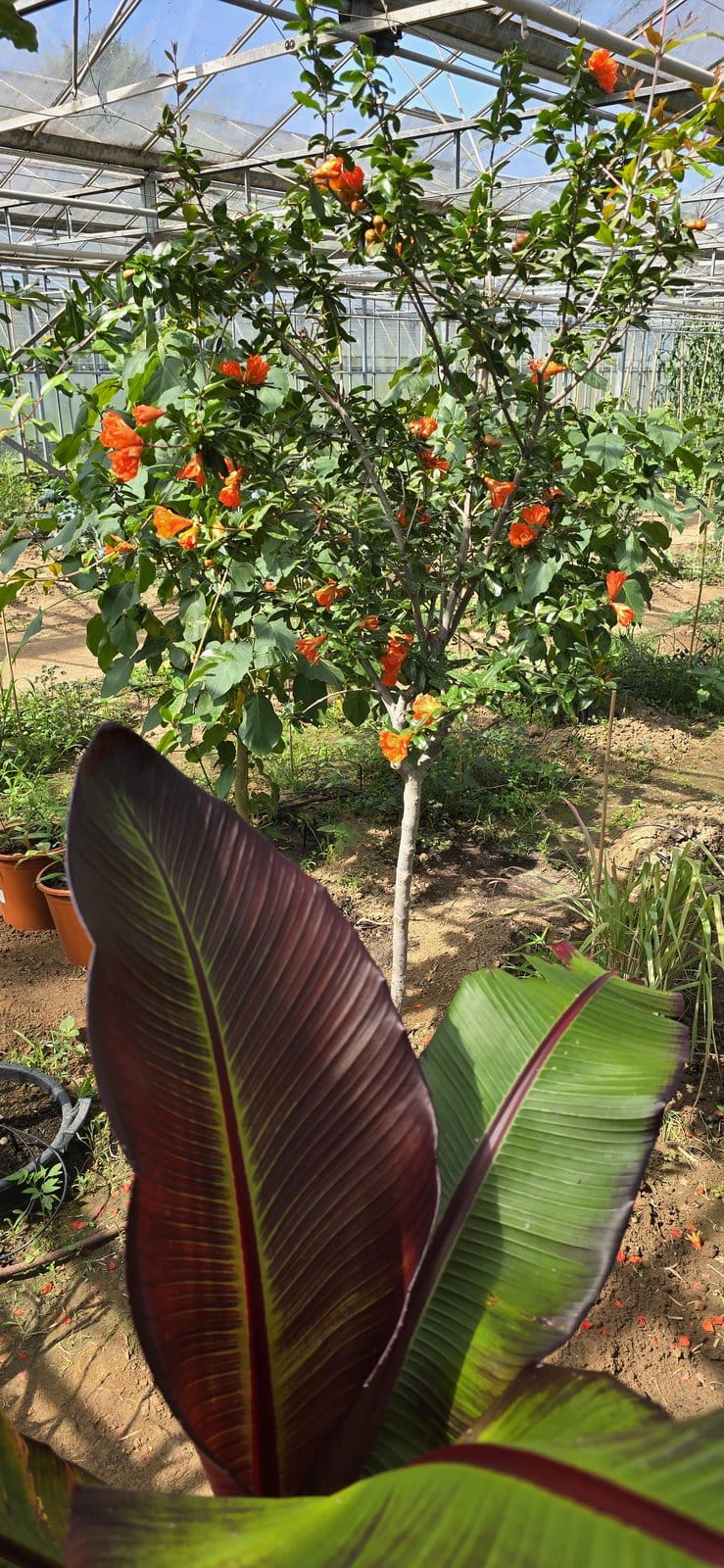 Bananenstaude (Ensete) mit violetten Blattscheiden im Gewächshaus, daneben Strelitzia und Pflanzen mit orange-roten Blüten