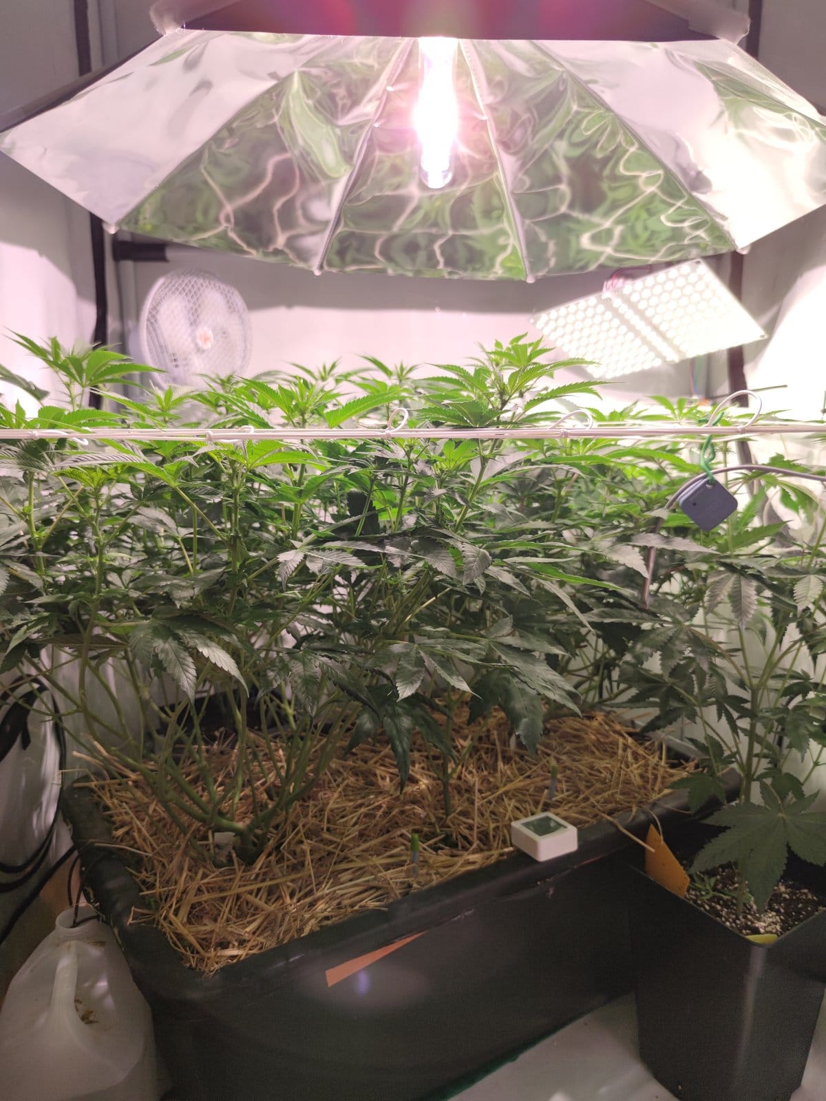 Mein Setup aus 2020. HID-Reflektor, einfacher Lüfter, Strohmulch im Beet. Damals habe ich mit deutlich mehr Komponenten gearbeitet als heute.