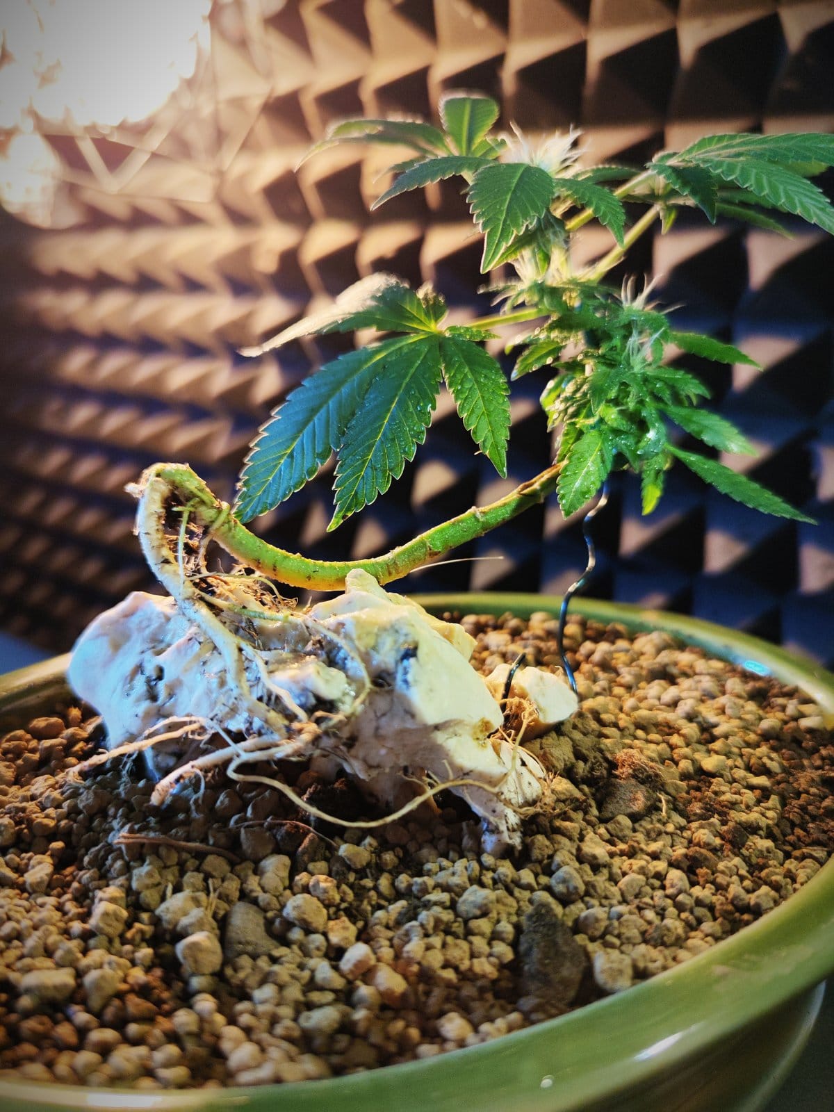 Eine Jungpflanze auf einem Schädel als Topfdekoration, im Hintergrund die Akustik-Pyramiden eines Tonstudios. Eine Phase, in der mein Bonsai-Mother in der Studio-Ecke stand.