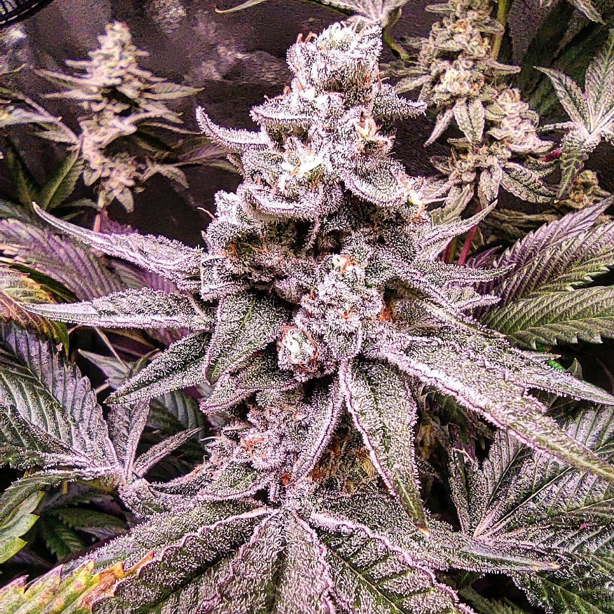 Lila Bud-Cluster aus einer früheren Saison. Diese Phase markiert für mich den Übergang zur konsequenten Living-Soil-Praxis.