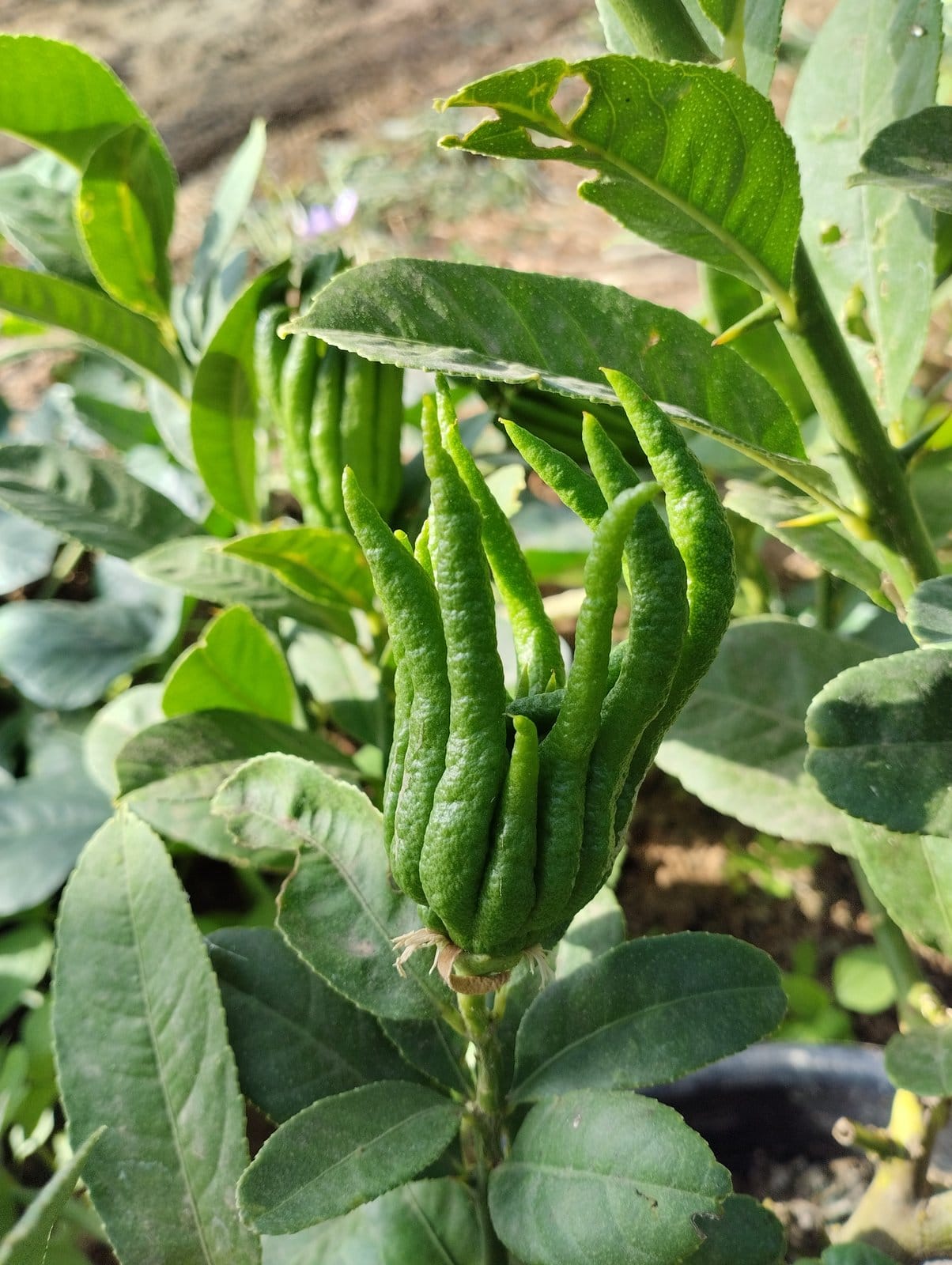 Buddhas Hand Frucht, charakteristisch fingerförmig auseinanderlaufend, am Strauch im Gewächshaus