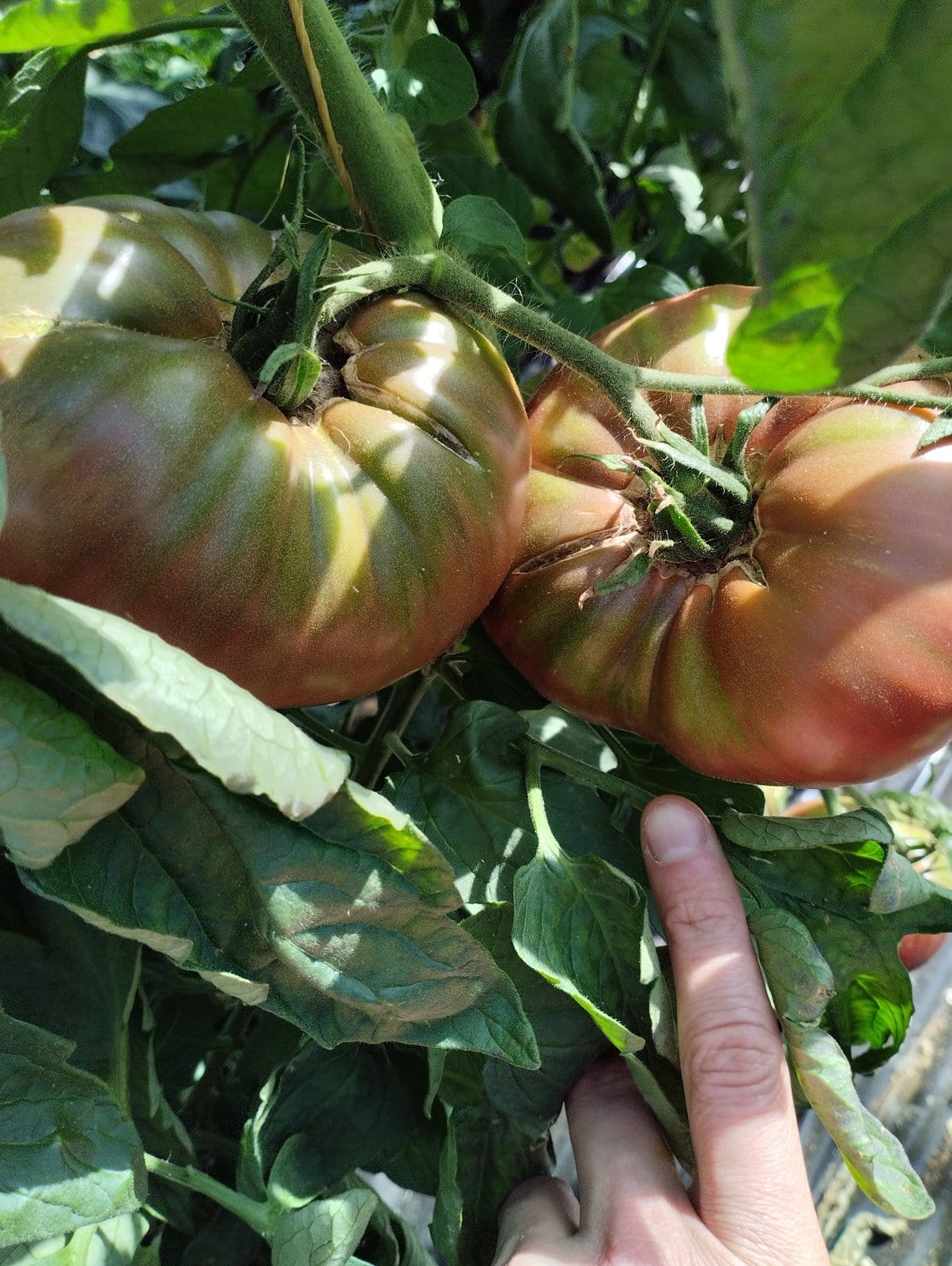 Riesige Tomaten alter Sorte, dunkel-violett bis tiefgrün, eine Hand hält zwei Früchte zum Größenvergleich