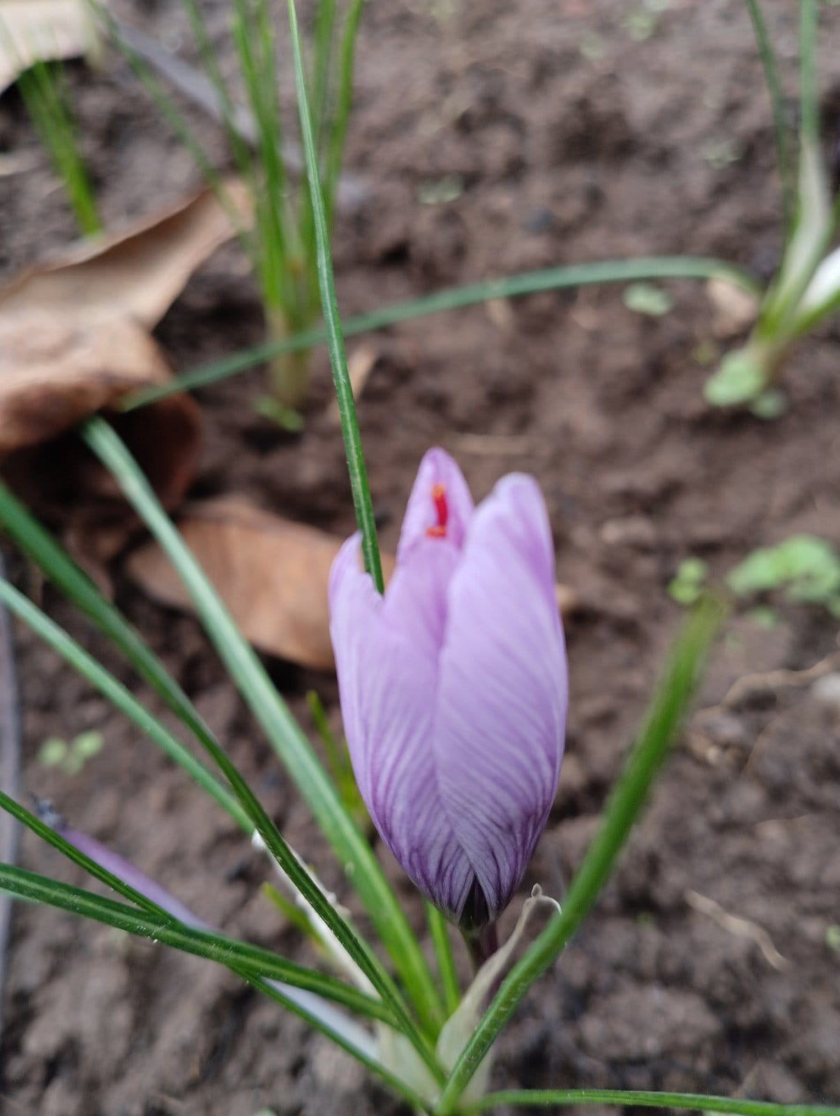 Echte Safran-Krokusblüte mit deutlich sichtbarem roten Stempel, junge Pflanze im Beet