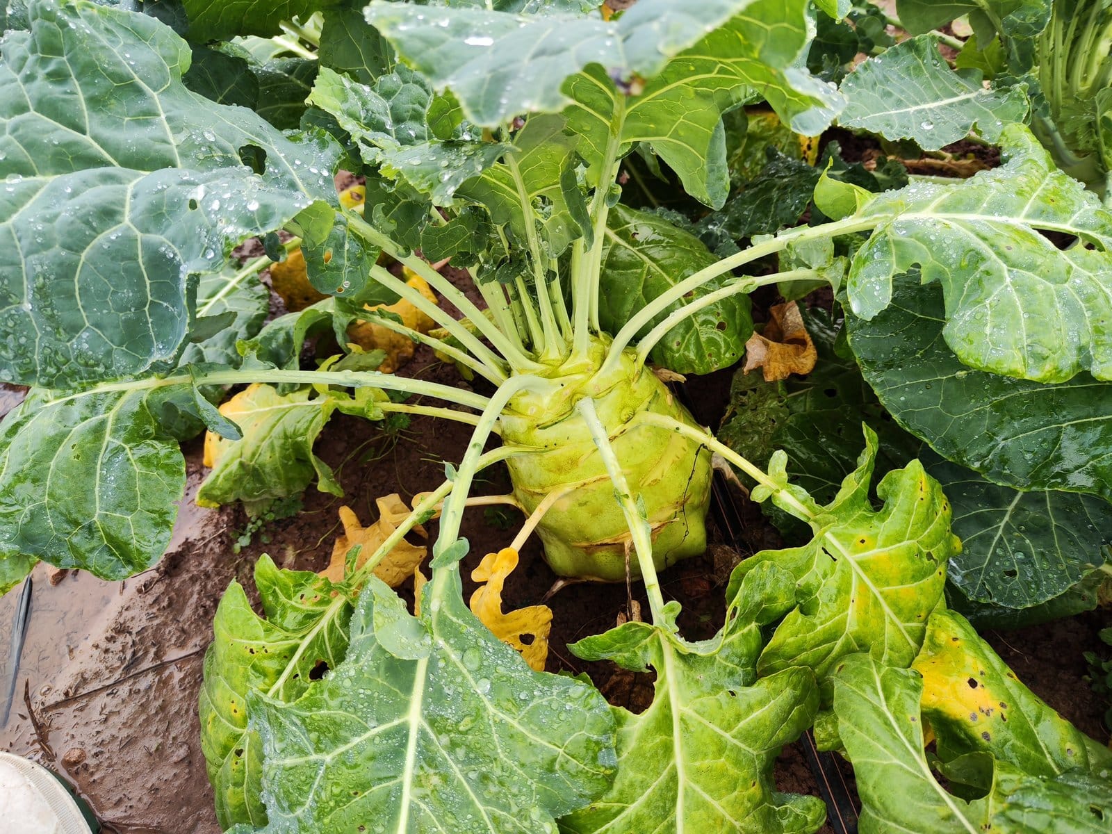Großer Kohlrabi mitten in seinen Blättern, mit Tautropfen, Mulchfolie sichtbar