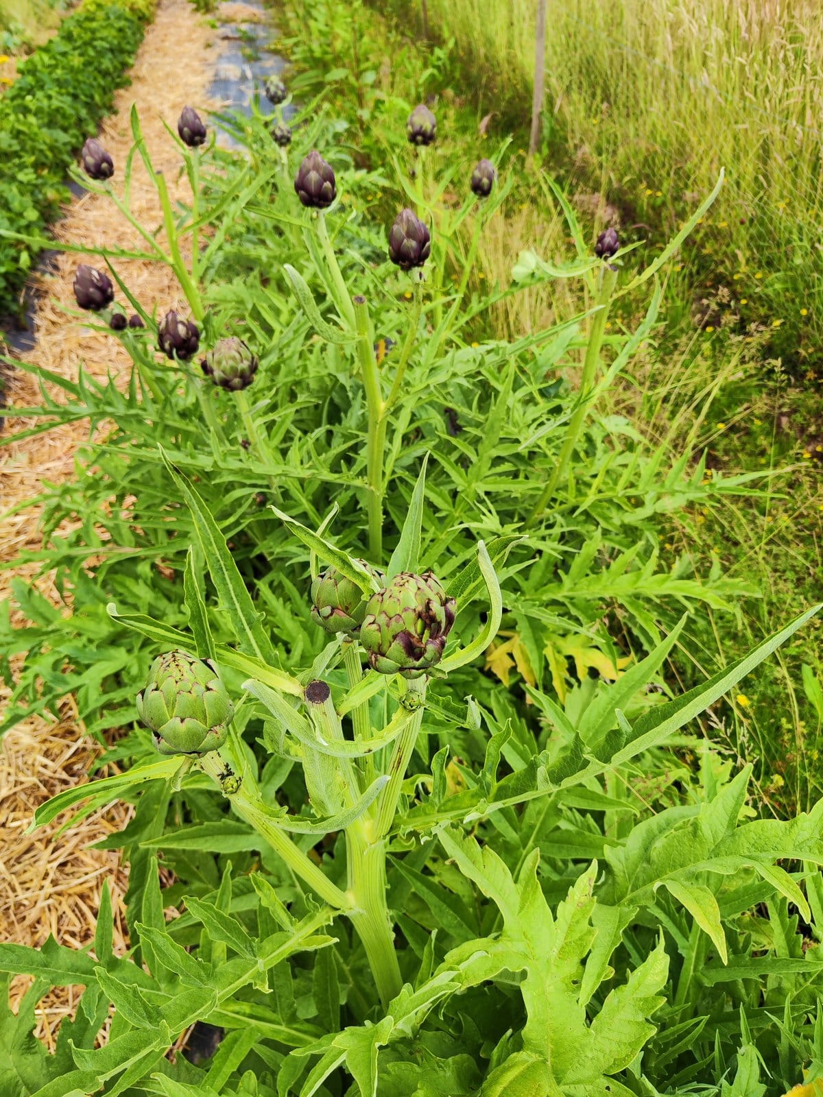 Reihe junger Artischocken mit violetten Knospen, im Hintergrund frische Wiese und Trockenkräuter